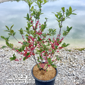 October 2025 3g Sparkleberry Holly Single Website